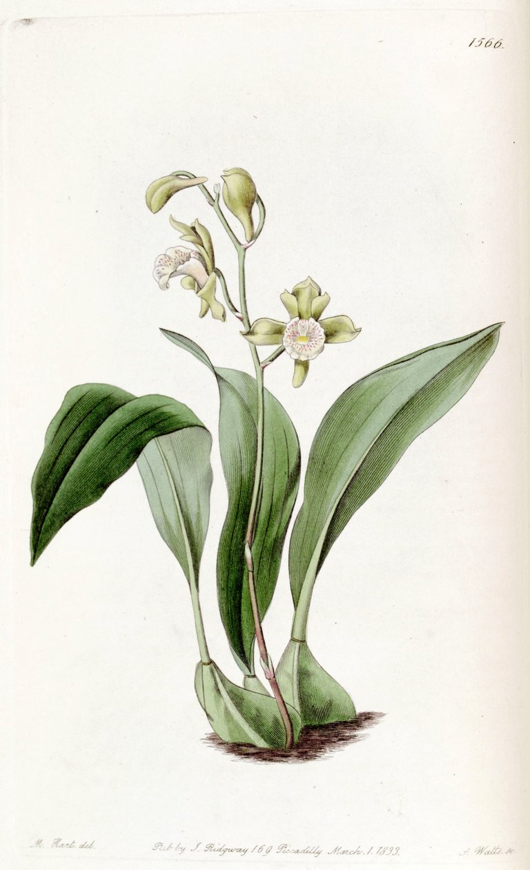 Bifrenaria racemosa (como syn. Maxillaria racemosa) de Jams  Watts