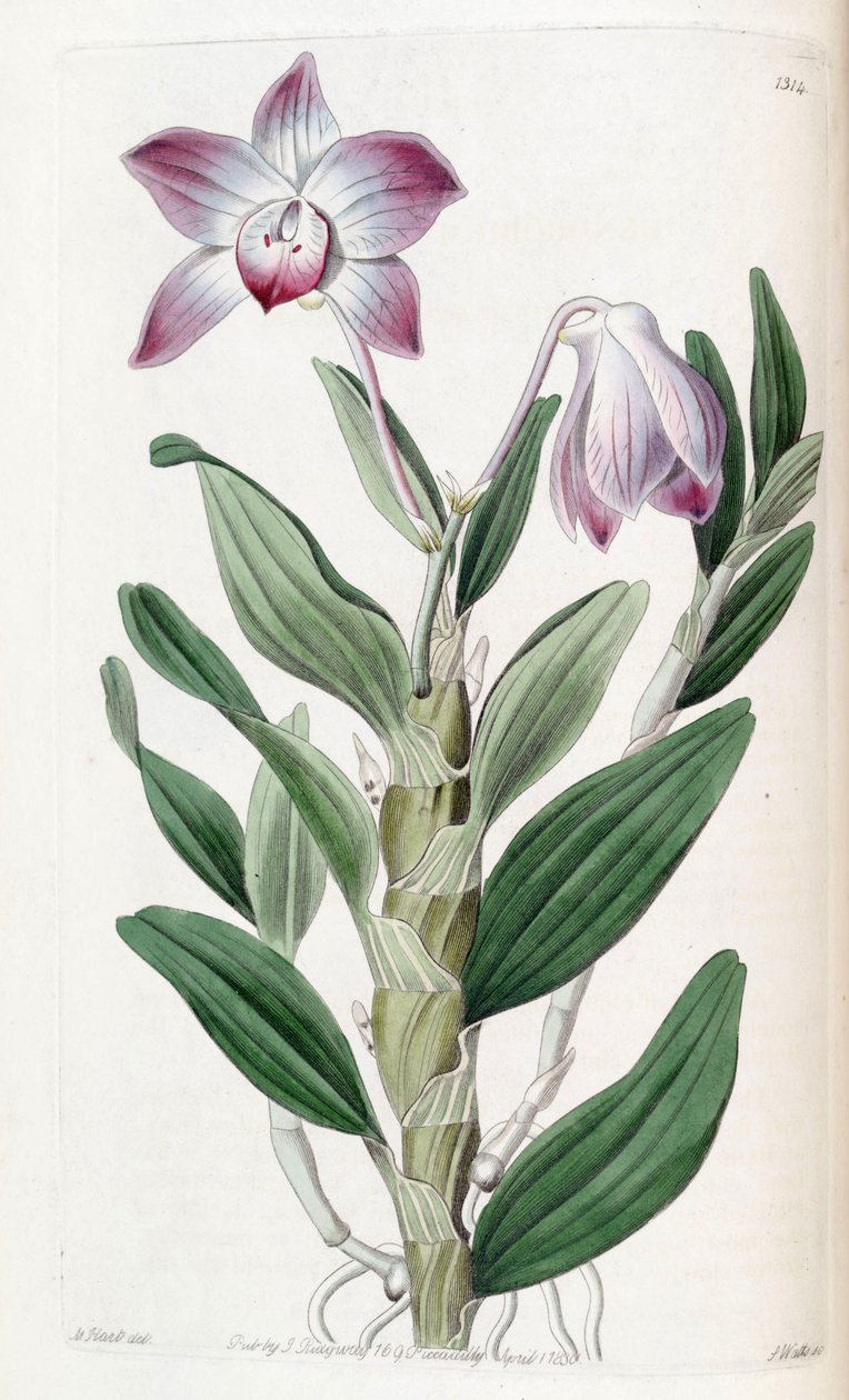 Dendrobium moniliforme de Jams  Watts