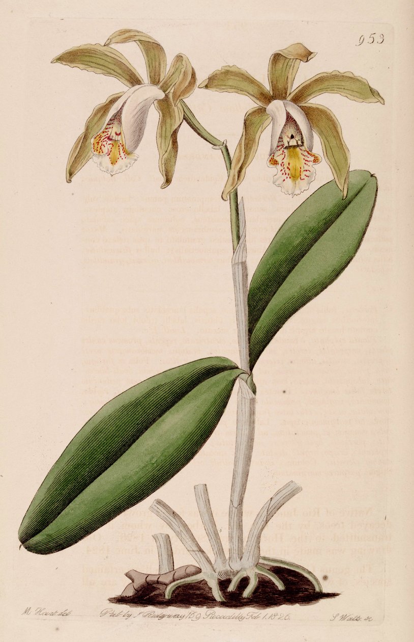 Ilustração, de, Cattleya, forbesii de Jams  Watts