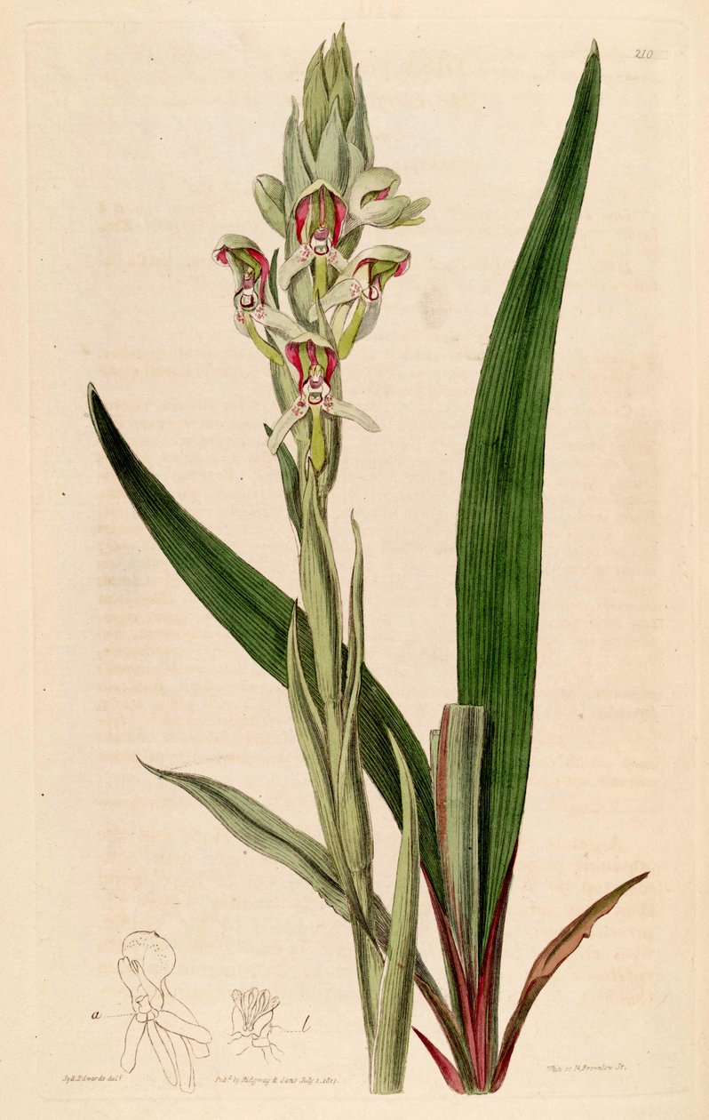 Ilustração de algum cernua (sinônimo: alguns prasinata) de Jams  Watts