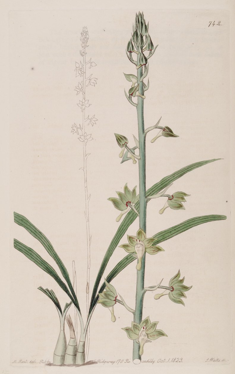Ilustração, de, Eulophia, gracilis de Jams  Watts