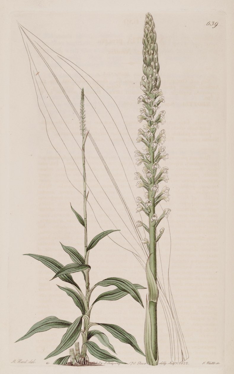 Ilustração de Goodyera procera (como syn. Neottia procera) de Jams  Watts