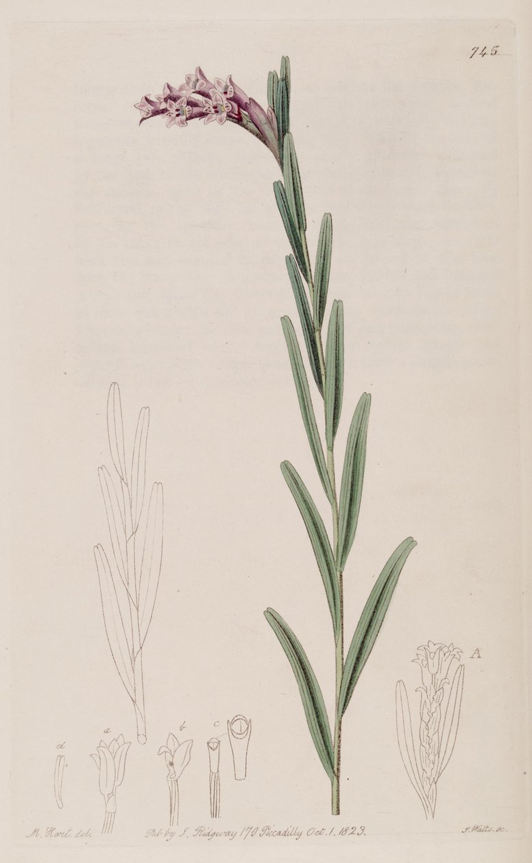 Ilustração de Isochilus linearis de Jams  Watts