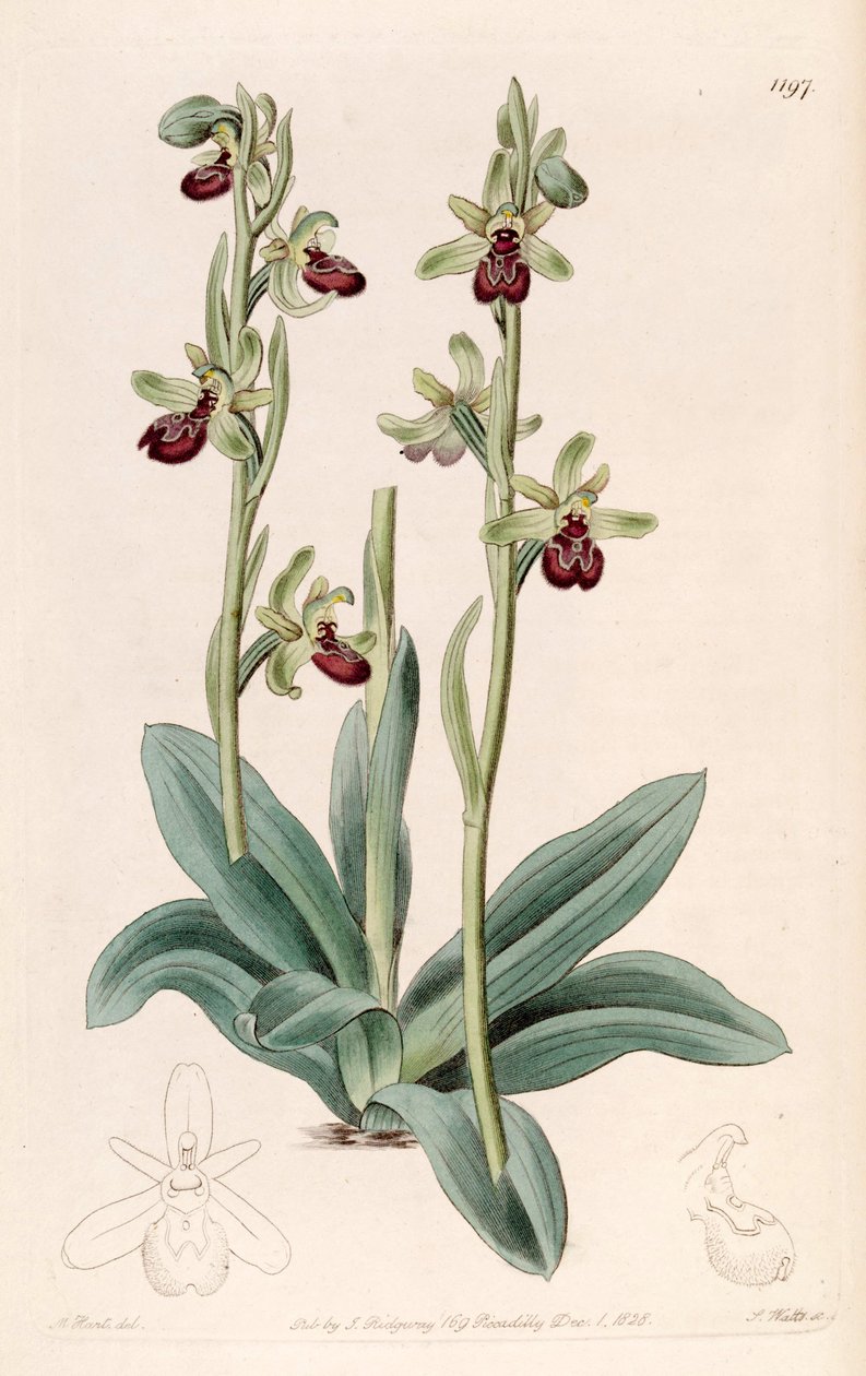 Ilustração de Ophrys sphegodes (como syn Ophrys aranifera, escrito soletrado para fora) de Jams  Watts