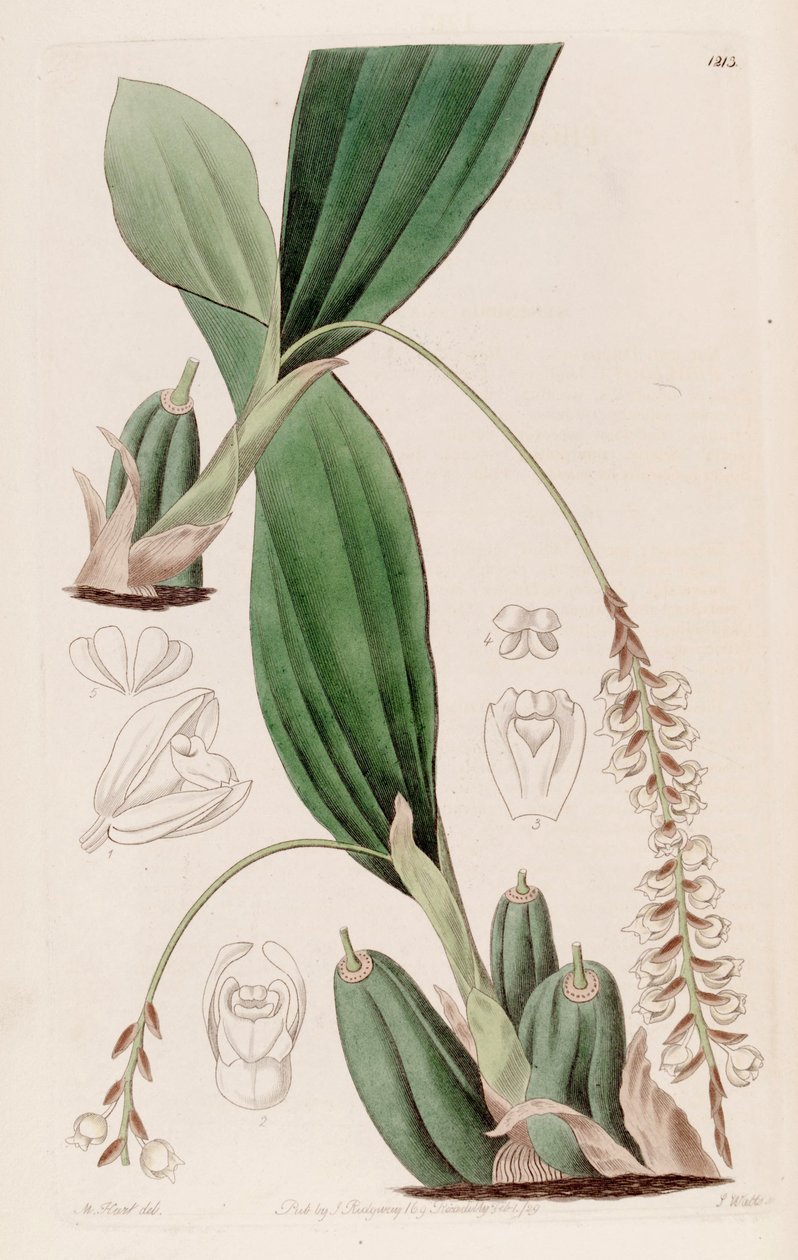 Ilustração, de, Pholidota, imbricata de Jams  Watts
