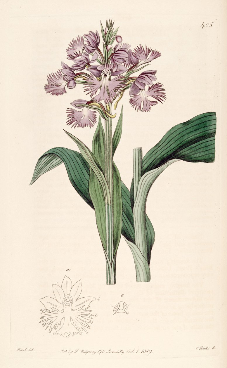 Ilustração de Platanthera grandiflora (como syn. Habenaria fimbriata) de Jams  Watts