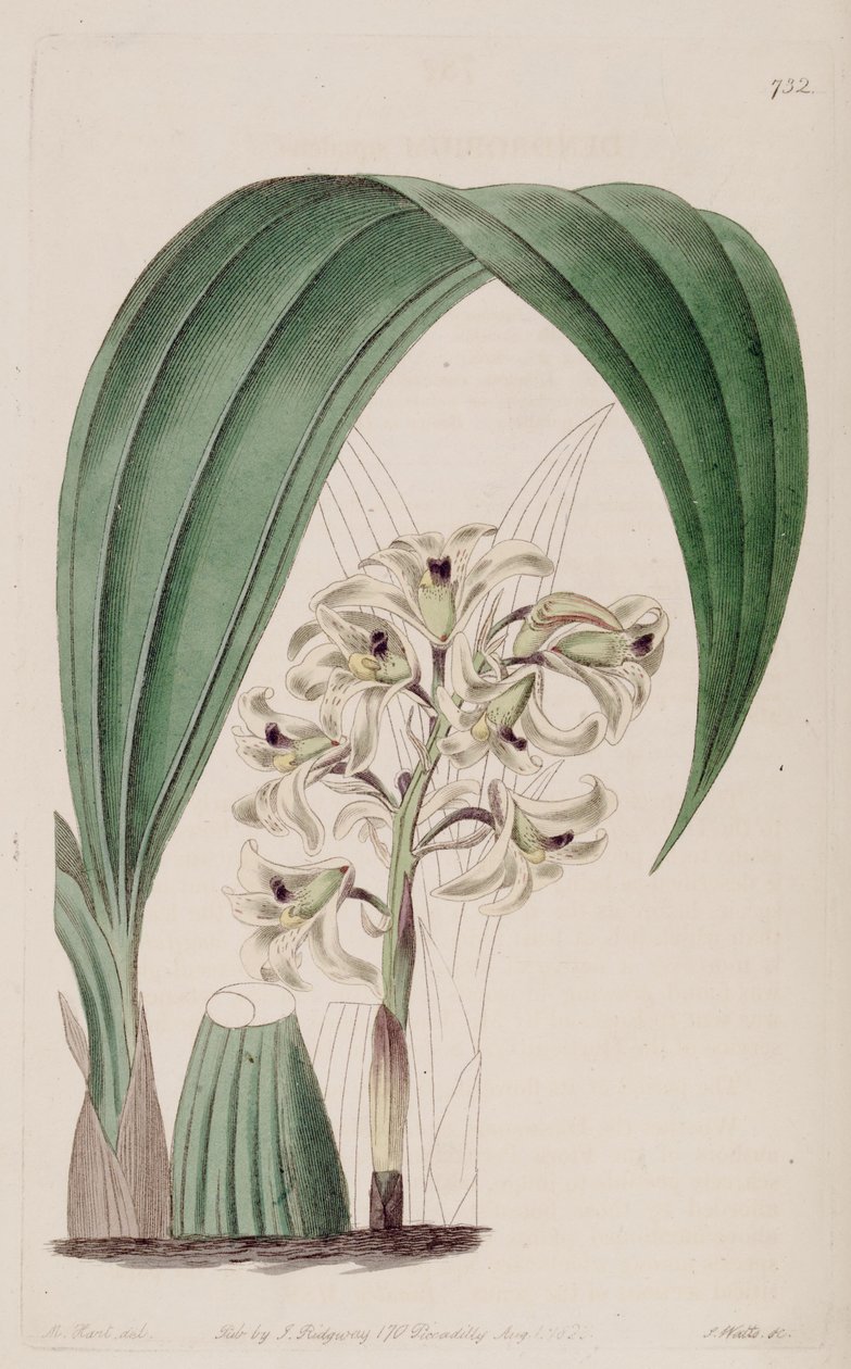 Ilustração de Xylobium squalens (como Dendrobium squalens syn.) de Jams  Watts