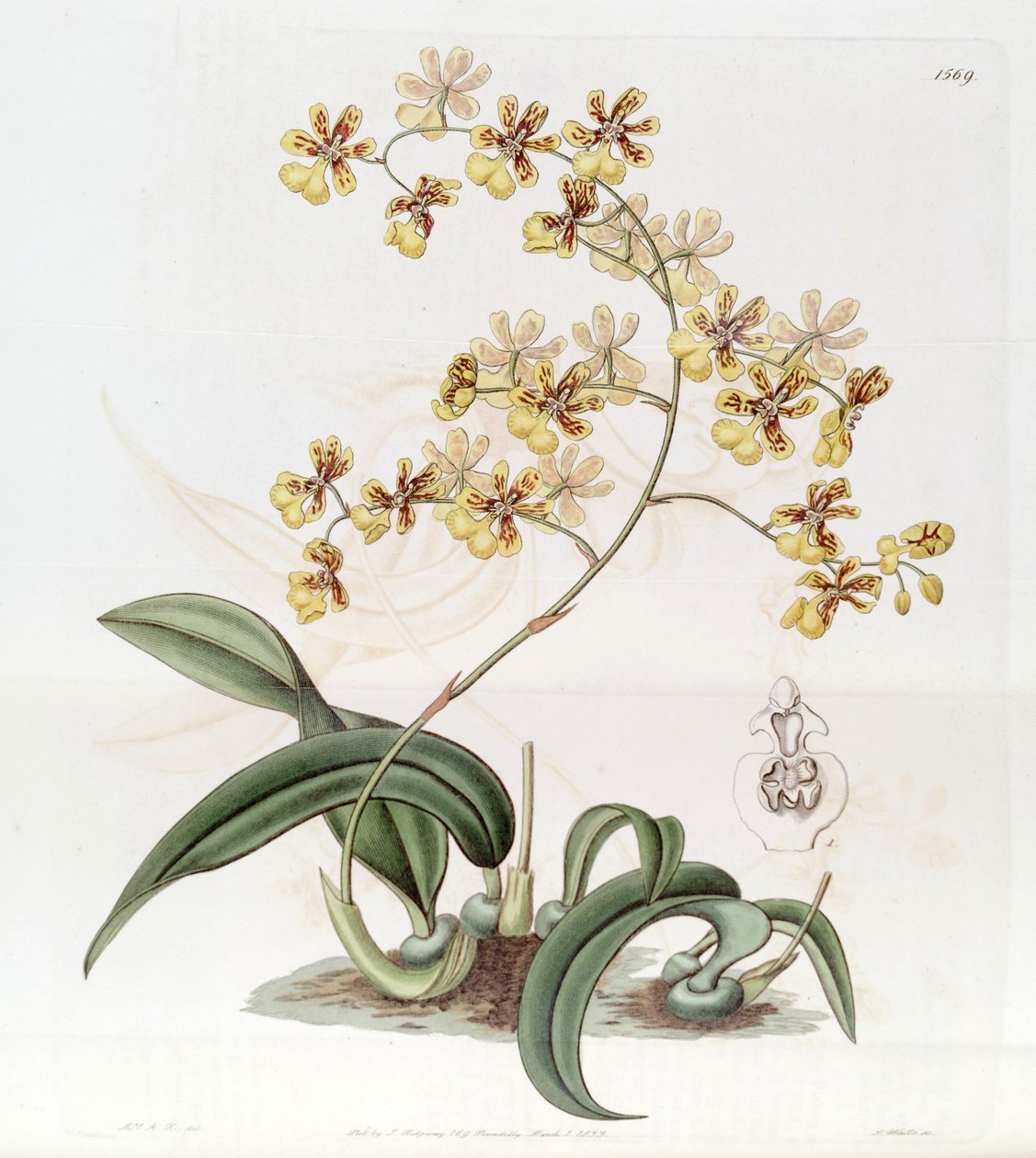 Oncidium auricula ou Oncidium harrisonianum de Jams  Watts