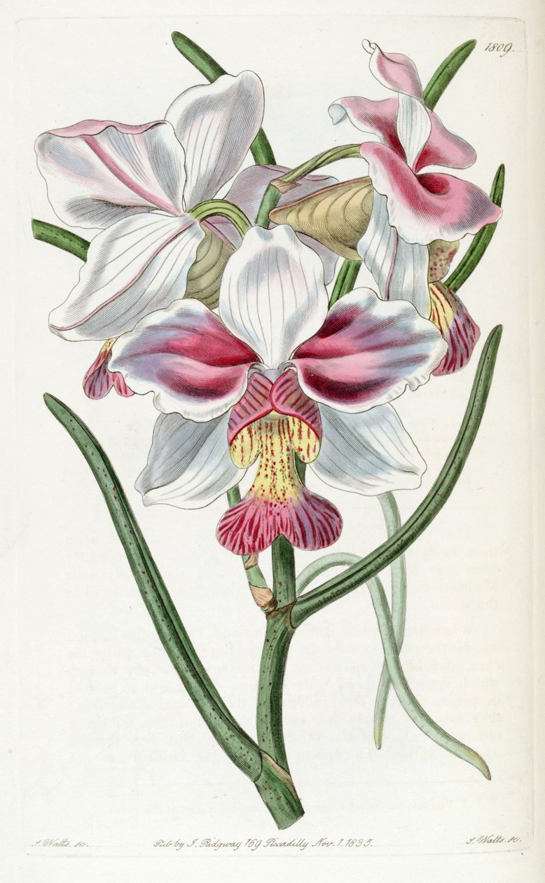 Papilionanthe teres (como syn. Vanda teres) de Jams  Watts