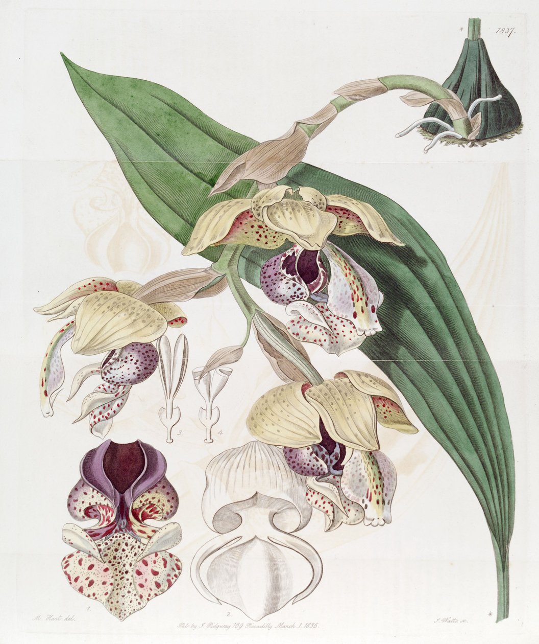Stanhopea conspícuo de Jams  Watts
