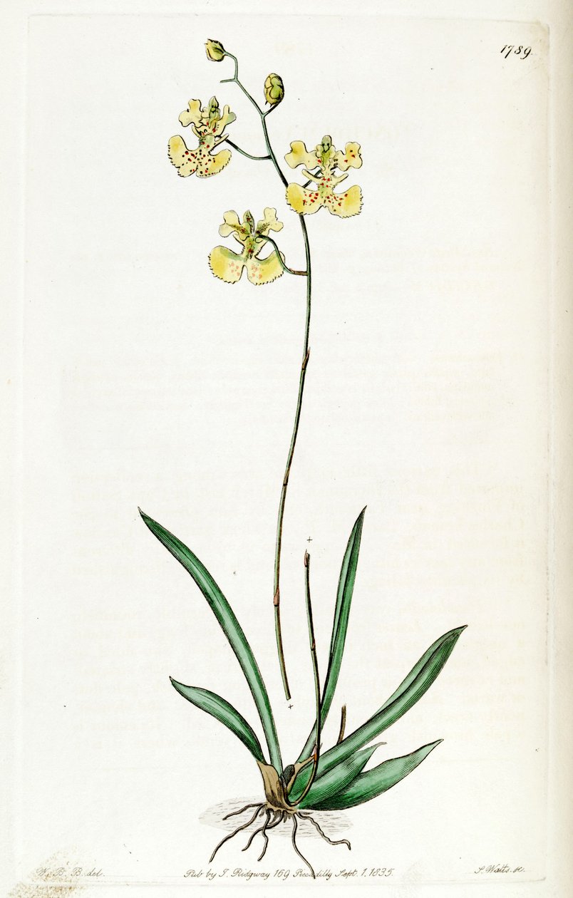 Kramerianum apodion (syn. Oncidioides Lemonian) de Jams  Watts