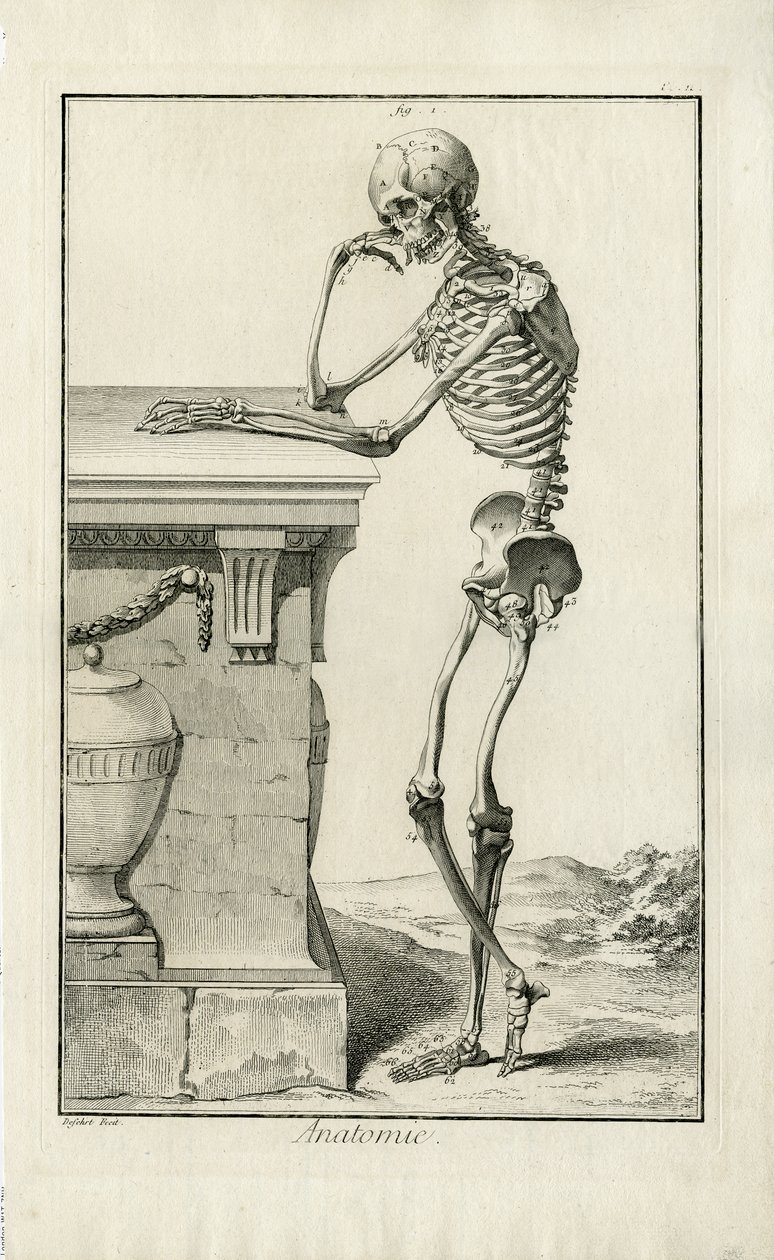 Anatomie - estudo anatômico de um esqueleto de J.A. Defehrt