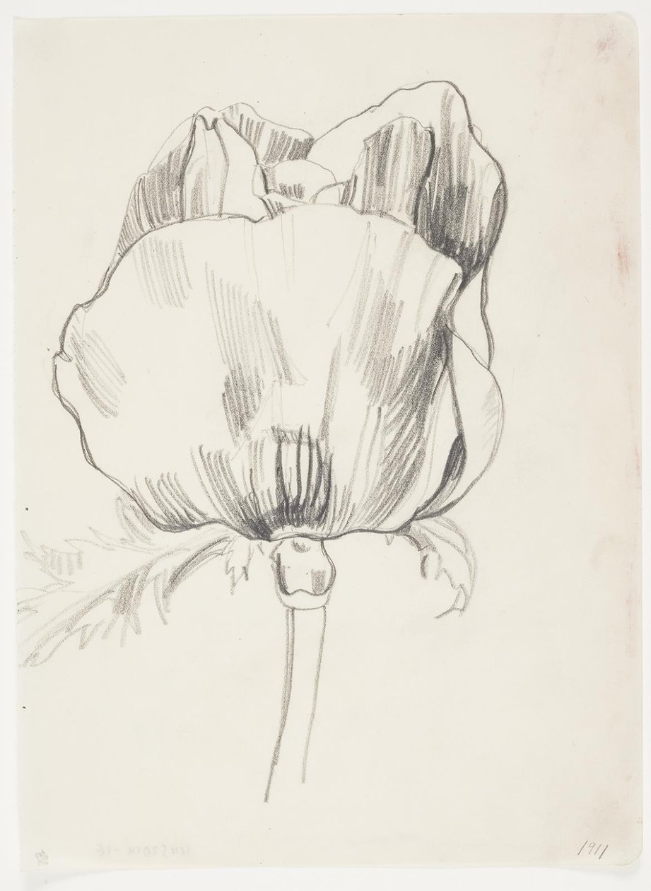 Papoula de J.A. Jerichau