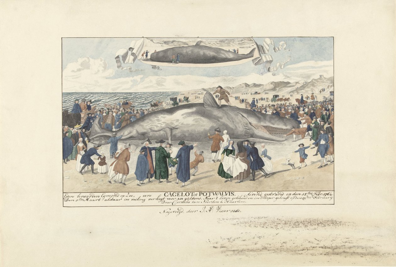 Cachalote encalhado em Egmond aan Zee, 1764 Ao norte de Egmond op Zee, um Cagelot ou Potwhale. encalhado vivo em 15 de fevereiro de 1764. (título no objeto) de J.A. Visser