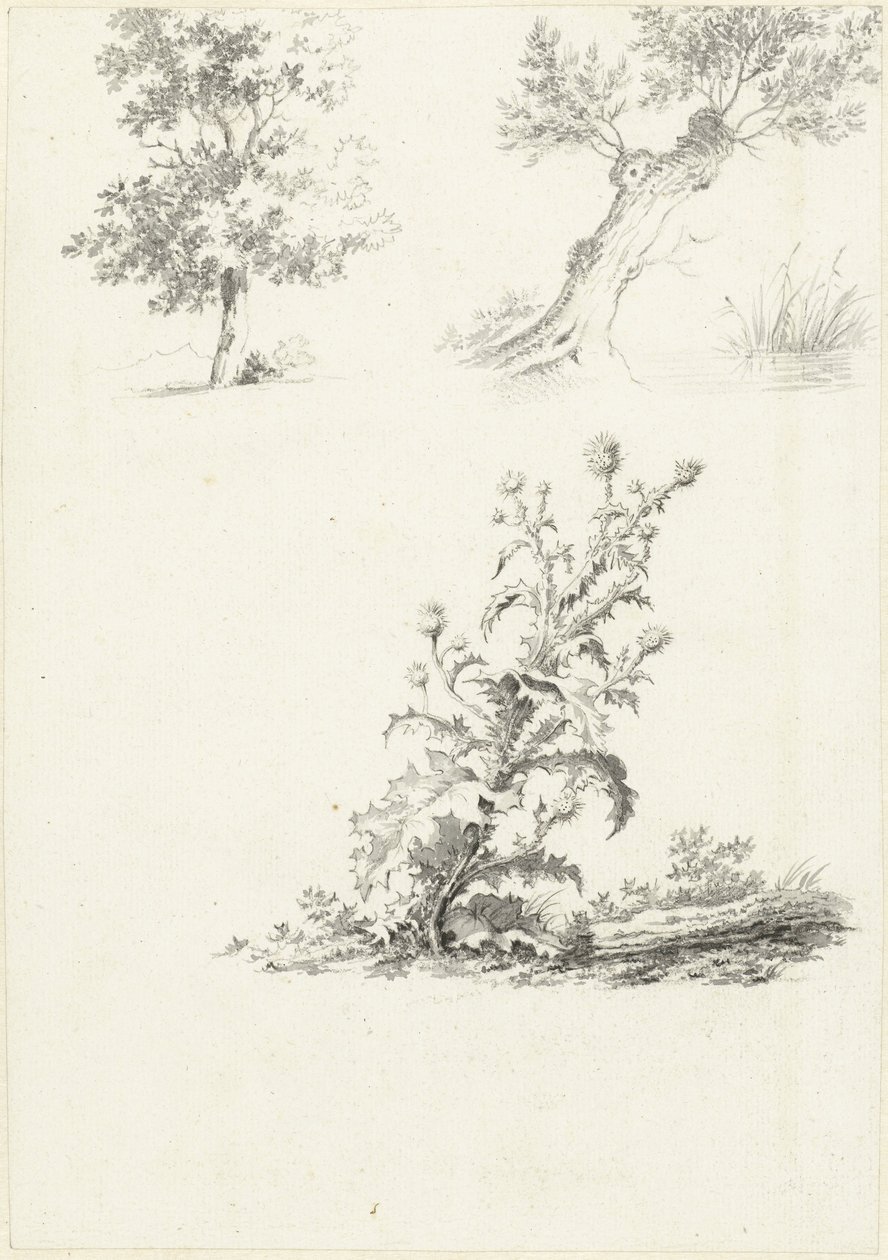 Dois estudos de uma árvore e de um cardo de J.B. Joss (attributed to)