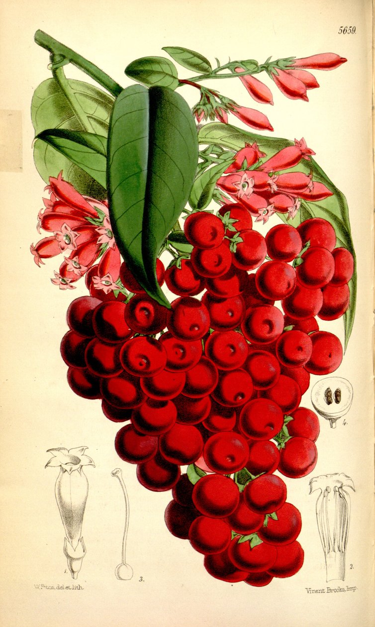 Cestrum elegans de J.D.Hooker