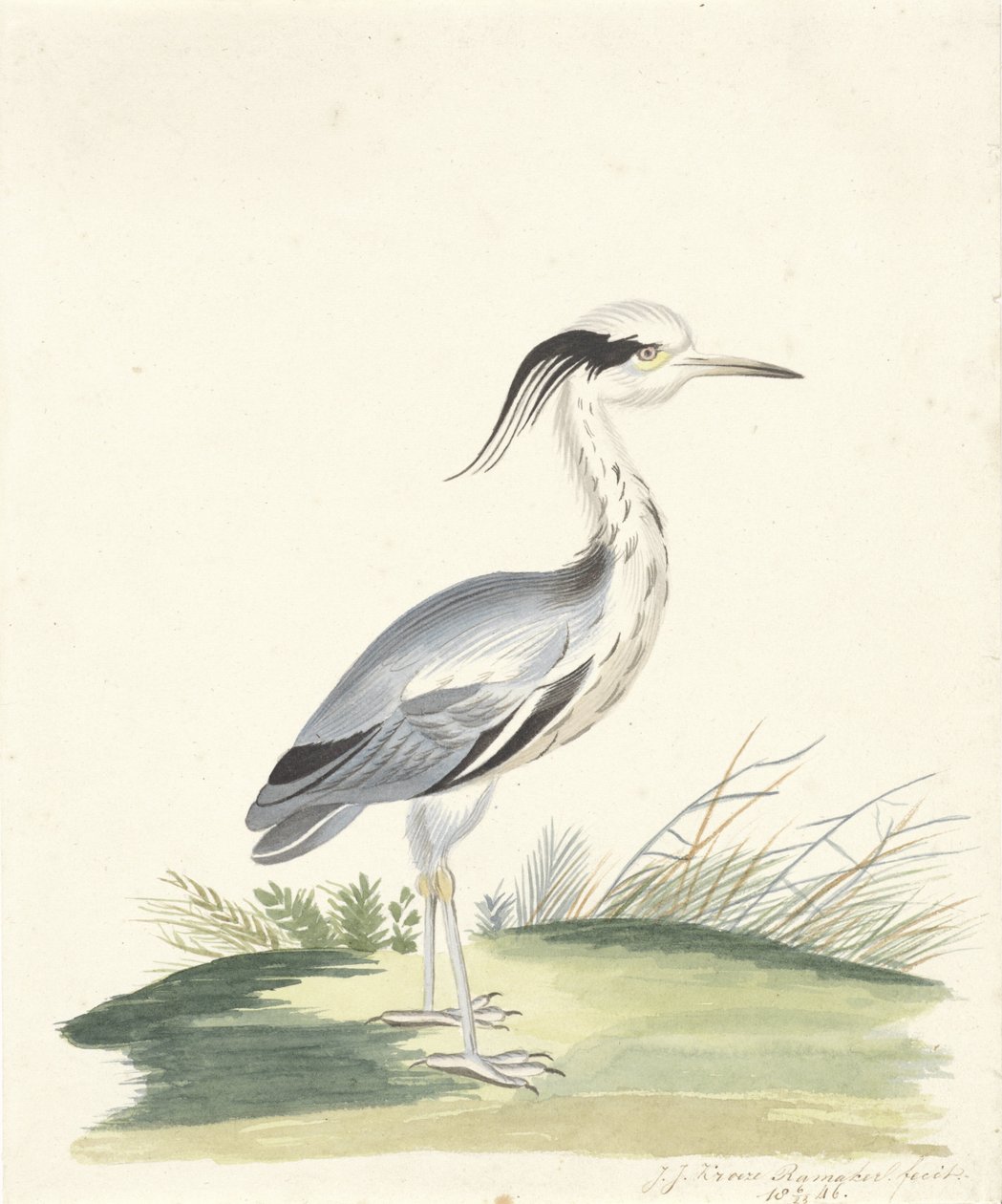 Garça Azul de J.J. Ramaker