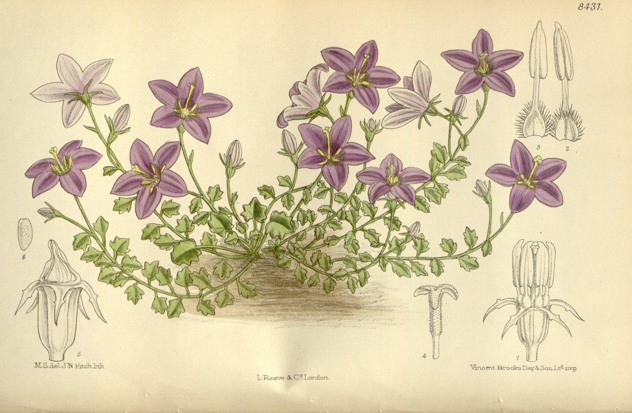 Campanula_arvatica, Campanulaceae de J.N. Fitch