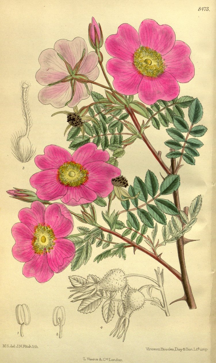 Rosa_sertata de J.N. Fitch