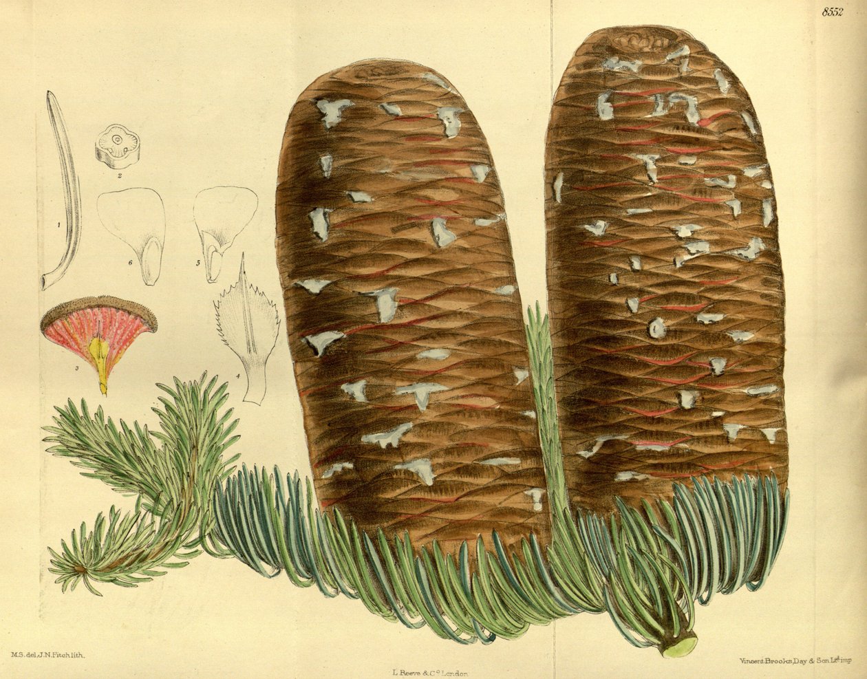 Magnífico Abies, Pinaceae de J.N. Fitch