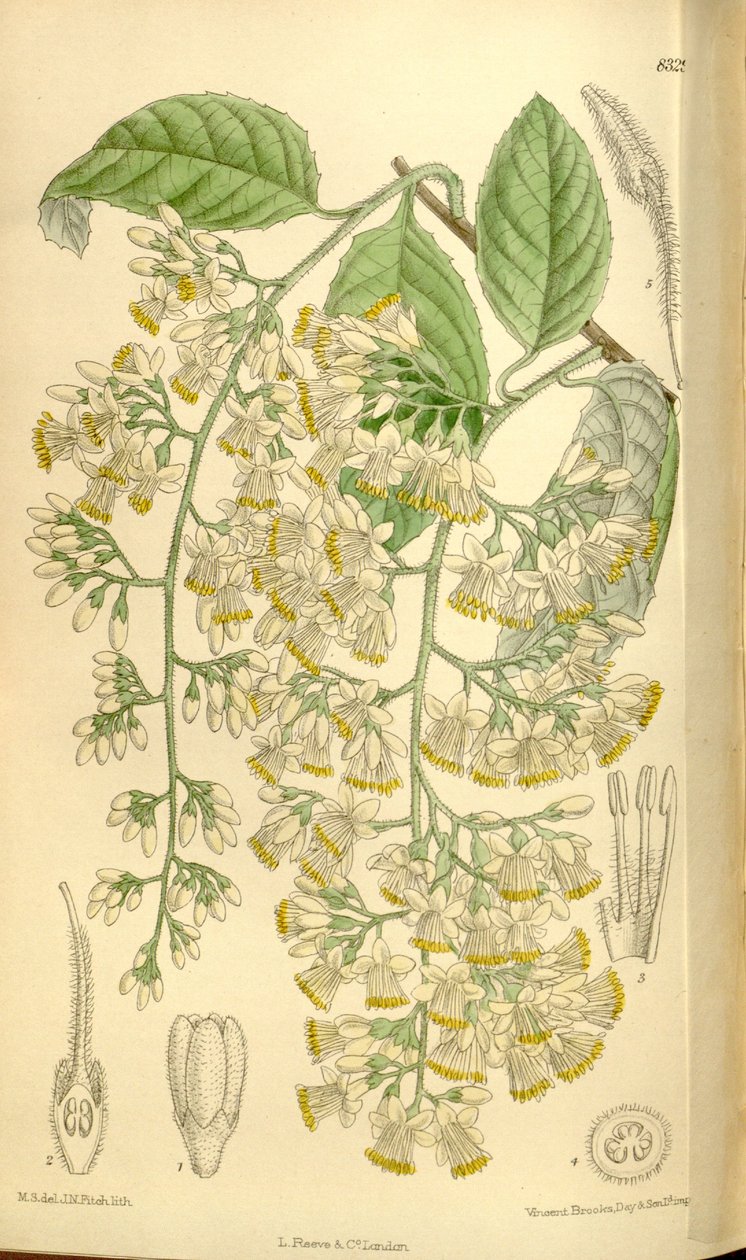 Pterostyrax hispidus, Styracaceae de J.N. Fitch
