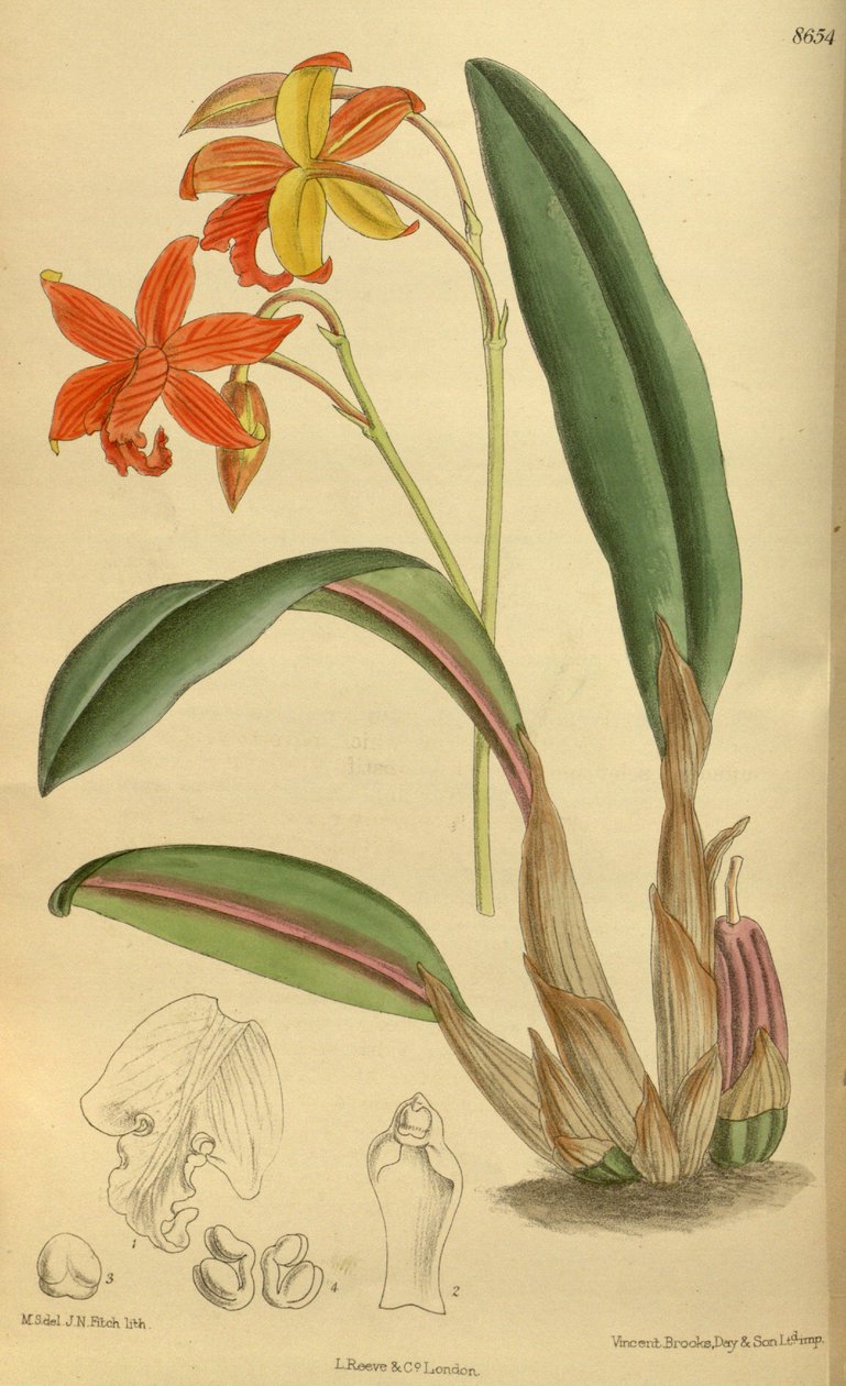 Psoríase de Sophrolaelia, Orchidaceae de J.N. Fitch