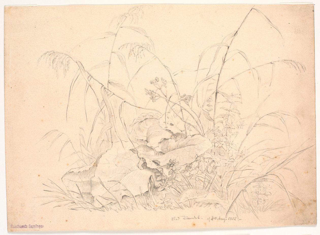 Estudo de plantas. Juncos e trepadeiras de J.P. Møller
