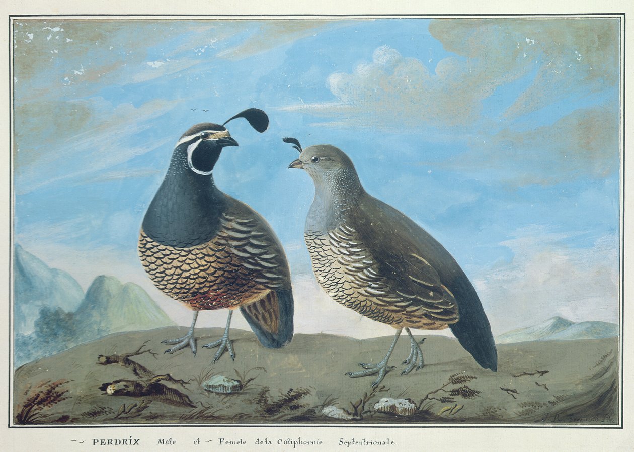 Perdiz californiana macho e fêmea, de &39;Voyage de La Perouse&39; de J.R Prevost