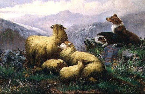 Cães de Ovelha e Ovelhas nas Terras Altas da Escócia de J.W. Morris