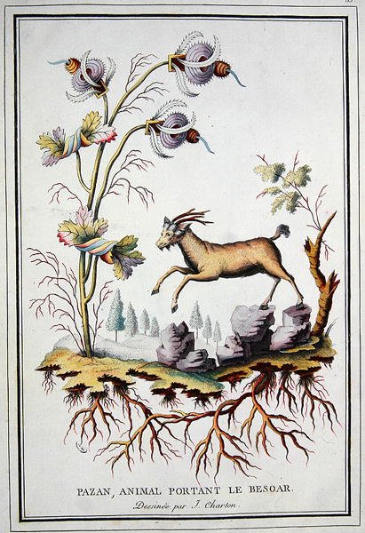 Uma cabra pacífica, selvagem da montanha, que carrega no estômago um bezoar de J. (after) Charton