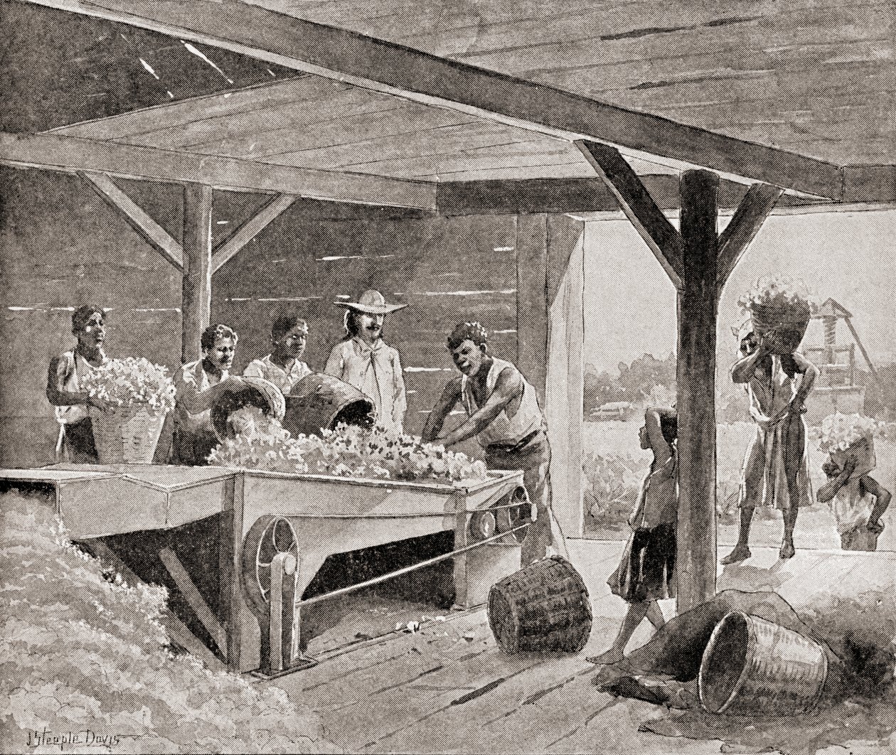 Escravos trabalhando com um descaroçador de algodão do século XIX em uma plantação em um estado do sul dos Estados Unidos da América, de "The History of Our Country", publicado em 1905 (litho) de J. (after) Steeple Davis