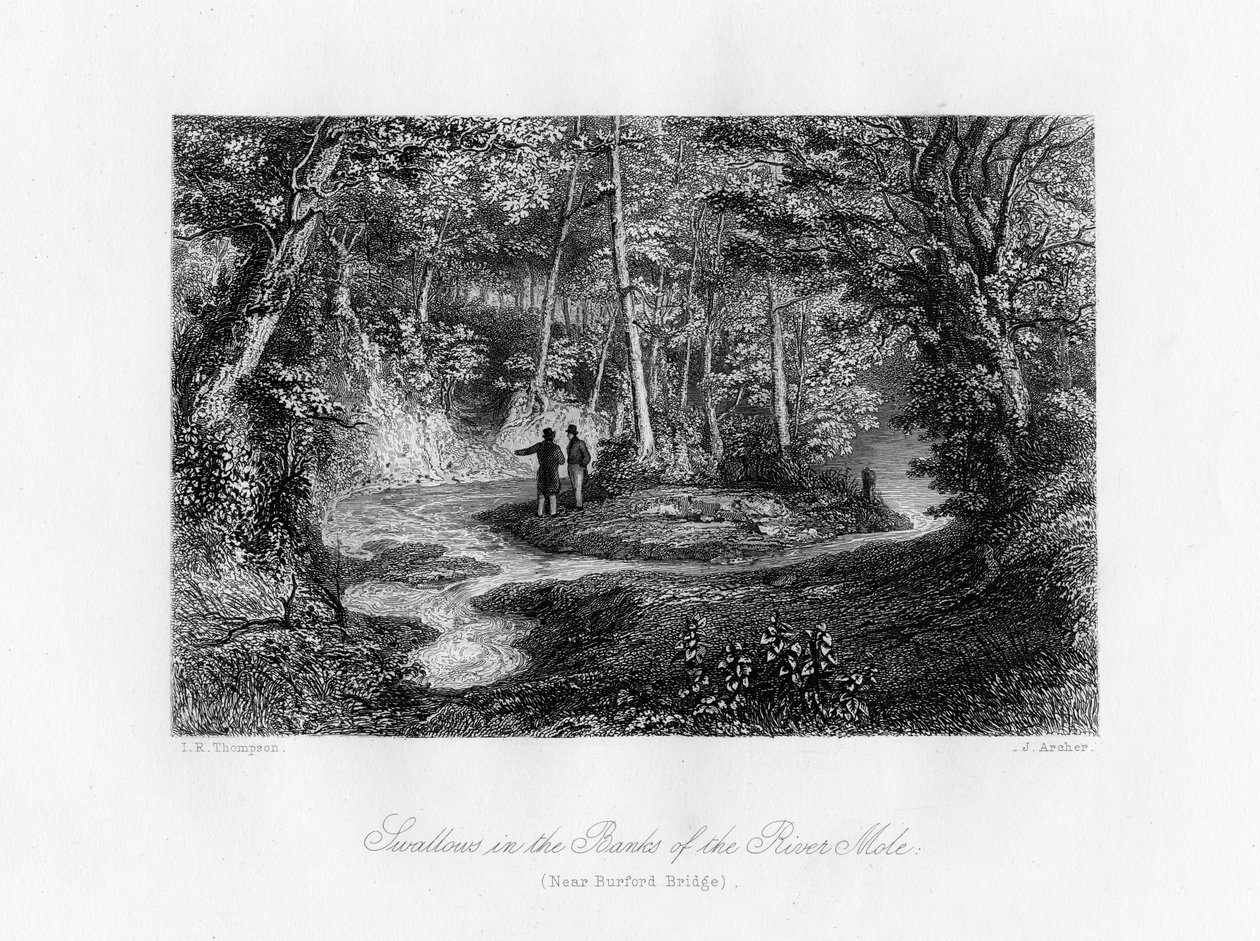 Andorinhas nas margens do rio Mole, Surrey, século XIX de J. Archer
