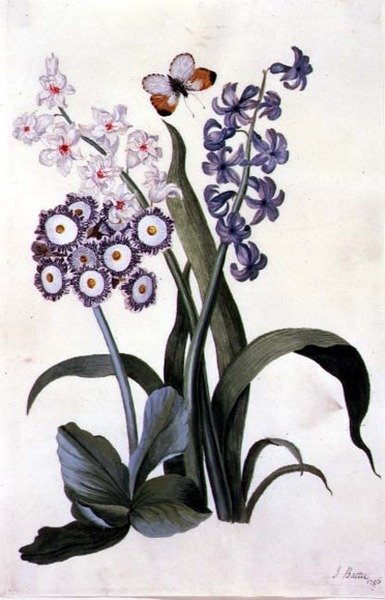 Hyacinths Semi-Duplo Branco e Azul com Aurícula Híbrida e uma Borboleta Laranja de J. Battie