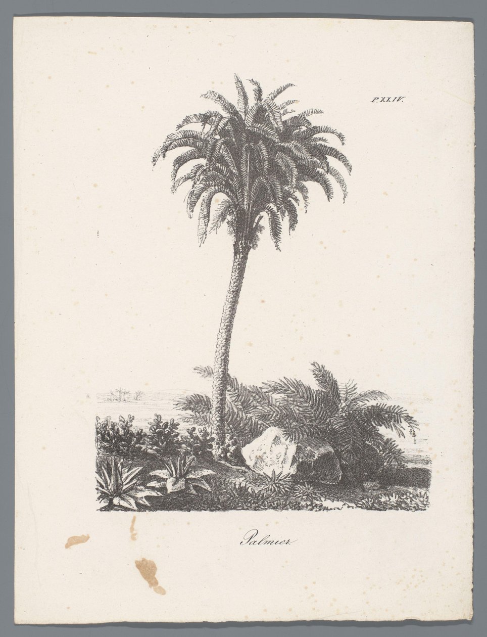 Palmboom
Palmier (título sobre o objecto)
Estudos van bomen (título da série)
Études d