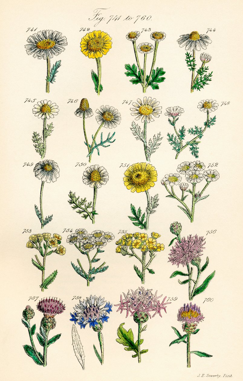 Página de ilustrações coloridas de British Wild Flowers após um trabalho de J. E. Sowerby e C. P. Johnson de J. E. and Johnson C. P.  Sowerby