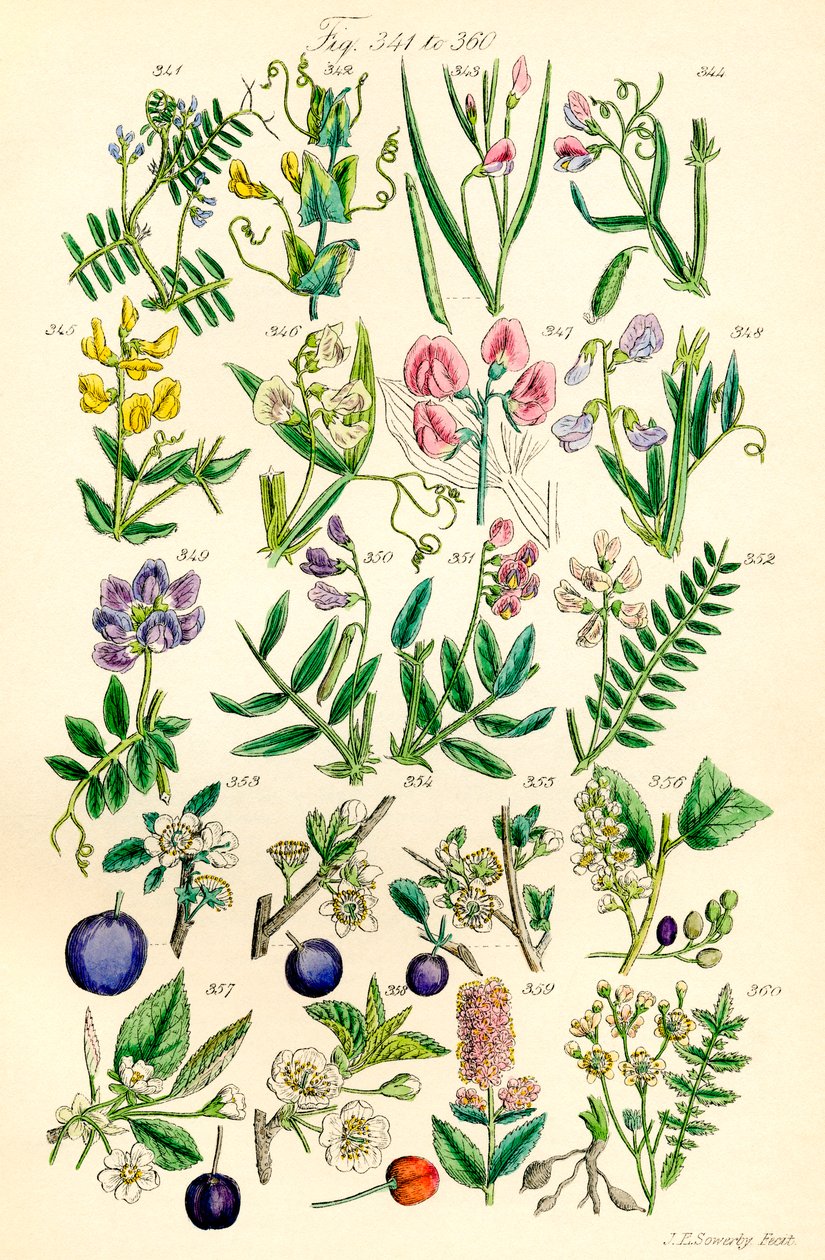 Página de ilustrações coloridas de British Wild Flowers após um trabalho de J. E. Sowerby e C. P. Johnson de J. E. and Johnson C. P.  Sowerby