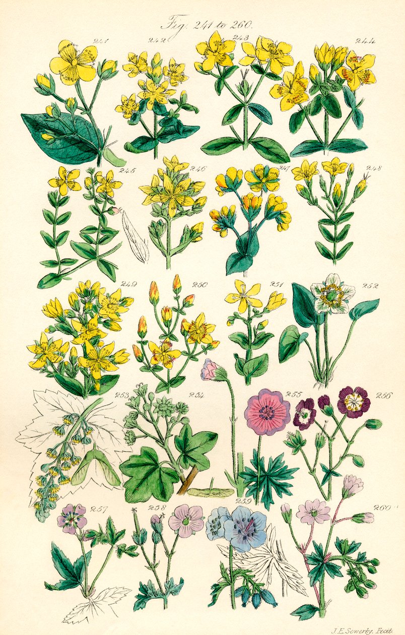 Página de ilustrações a cores de British Wild Flowers após um trabalho de J. E. Sowerby e C. P. Johnson de J. E. and Johnson C. P.  Sowerby