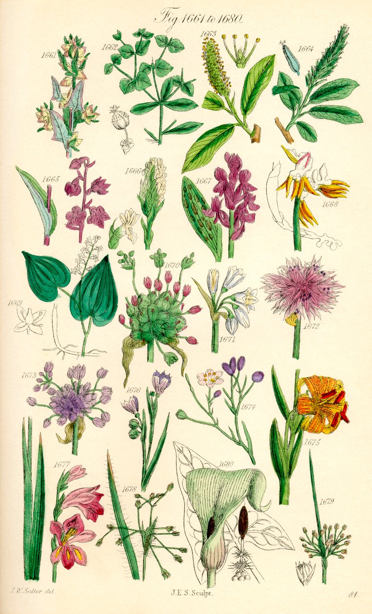 Página de ilustrações coloridas de British Wild Flowers após um trabalho de J. E. Sowerby e C. P. Johnson de J. E. and Johnson C. P.  Sowerby