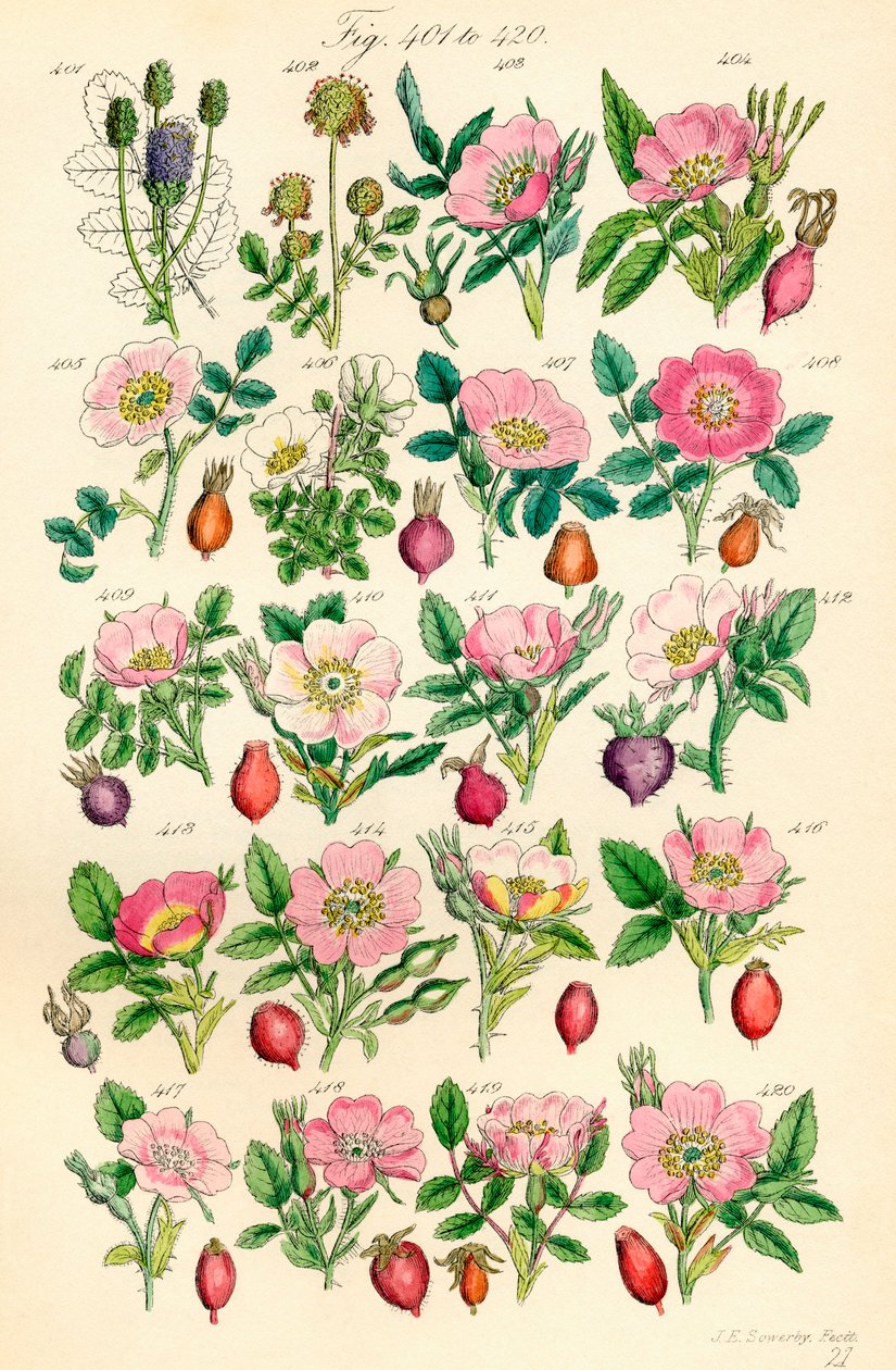 Página de ilustrações coloridas de British Wild Flowers após um trabalho de J. E. Sowerby e C. P. Johnson de J. E. and Johnson C. P.  Sowerby