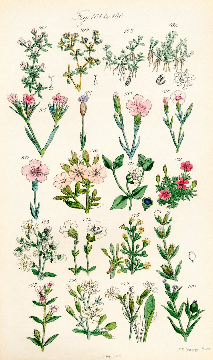 Página de ilustrações coloridas de British Wild Flowers após um trabalho de J. E. Sowerby e C. P. Johnson de J. E. and Johnson C. P.  Sowerby