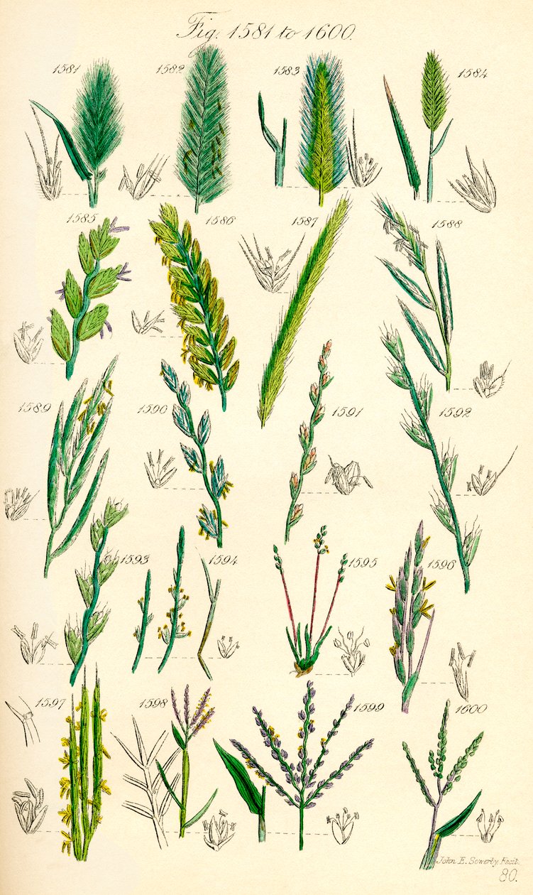 Página de ilustrações a cores de British Wild Flowers após um trabalho de J. E. Sowerby e C. P. Johnson de J. E. and Johnson C. P.  Sowerby
