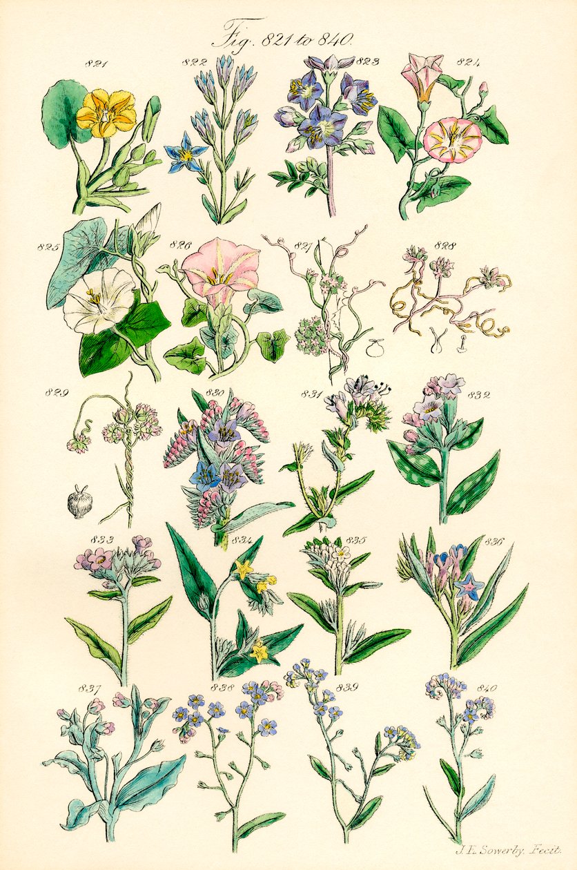 Página de ilustrações coloridas de British Wild Flowers após um trabalho de J. E. Sowerby e C. P. Johnson de J. E. and Johnson C. P.  Sowerby