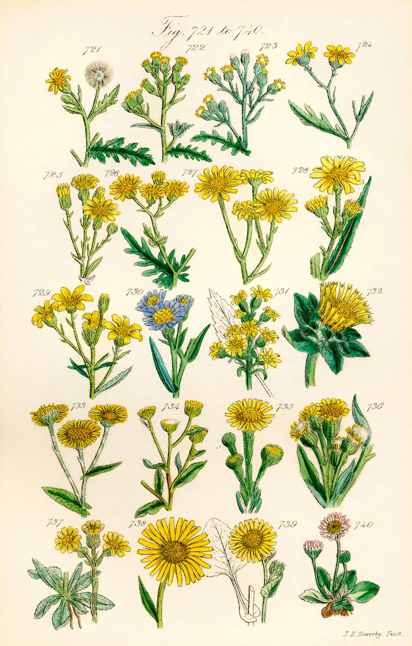 Página de ilustrações a cores de British Wild Flowers após um trabalho de J. E. Sowerby e C. P. Johnson de J. E. and Johnson C. P.  Sowerby