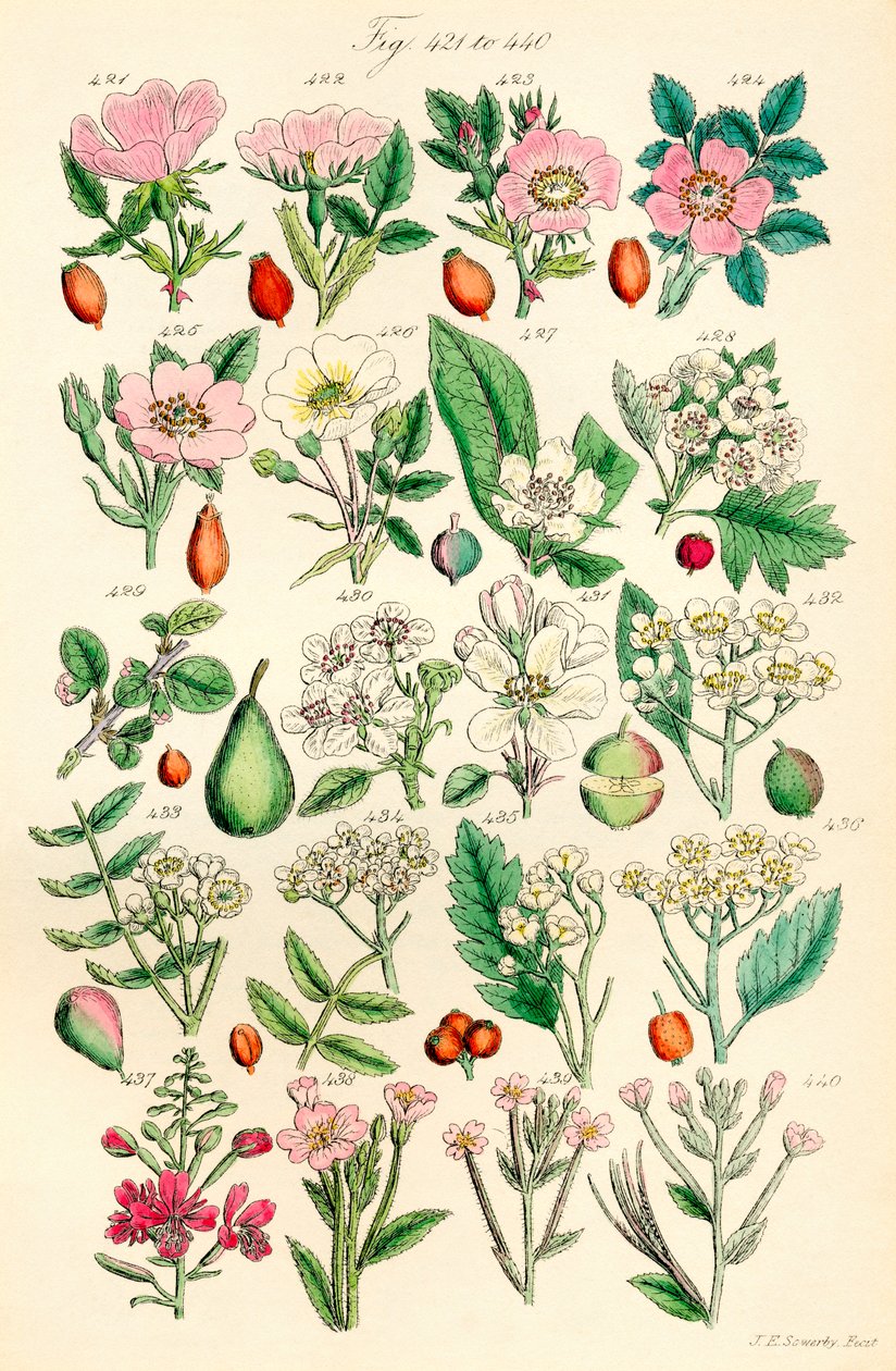 Página de ilustrações a cores de British Wild Flowers após um trabalho de J. E. Sowerby e C. P. Johnson de J. E. and Johnson C. P.  Sowerby