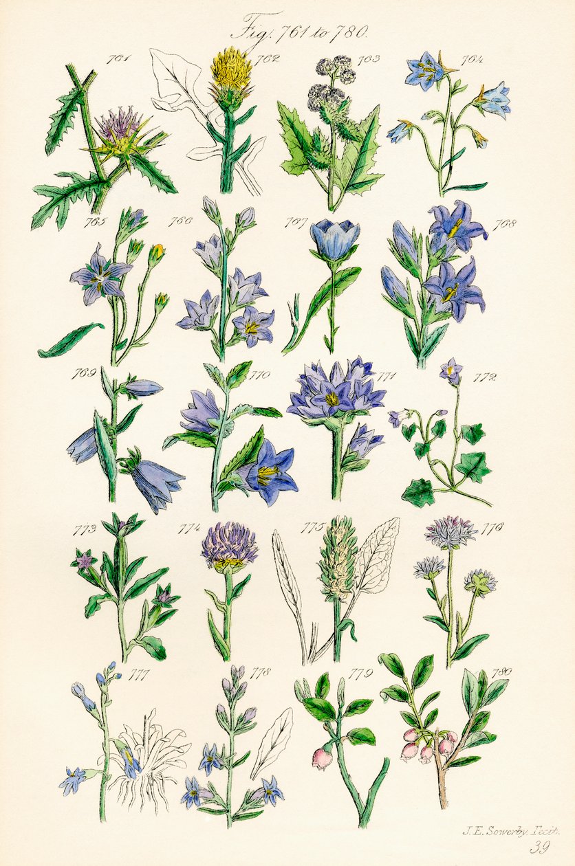 Página de ilustrações a cores de British Wild Flowers após um trabalho de J. E. Sowerby e C. P. Johnson de J. E. and Johnson C. P.  Sowerby