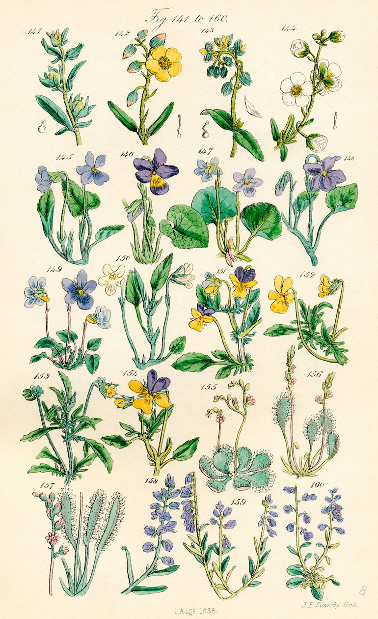 Página de ilustrações coloridas de British Wild Flowers após um trabalho de J. E. Sowerby e C. P. Johnson de J. E. and Johnson C. P.  Sowerby