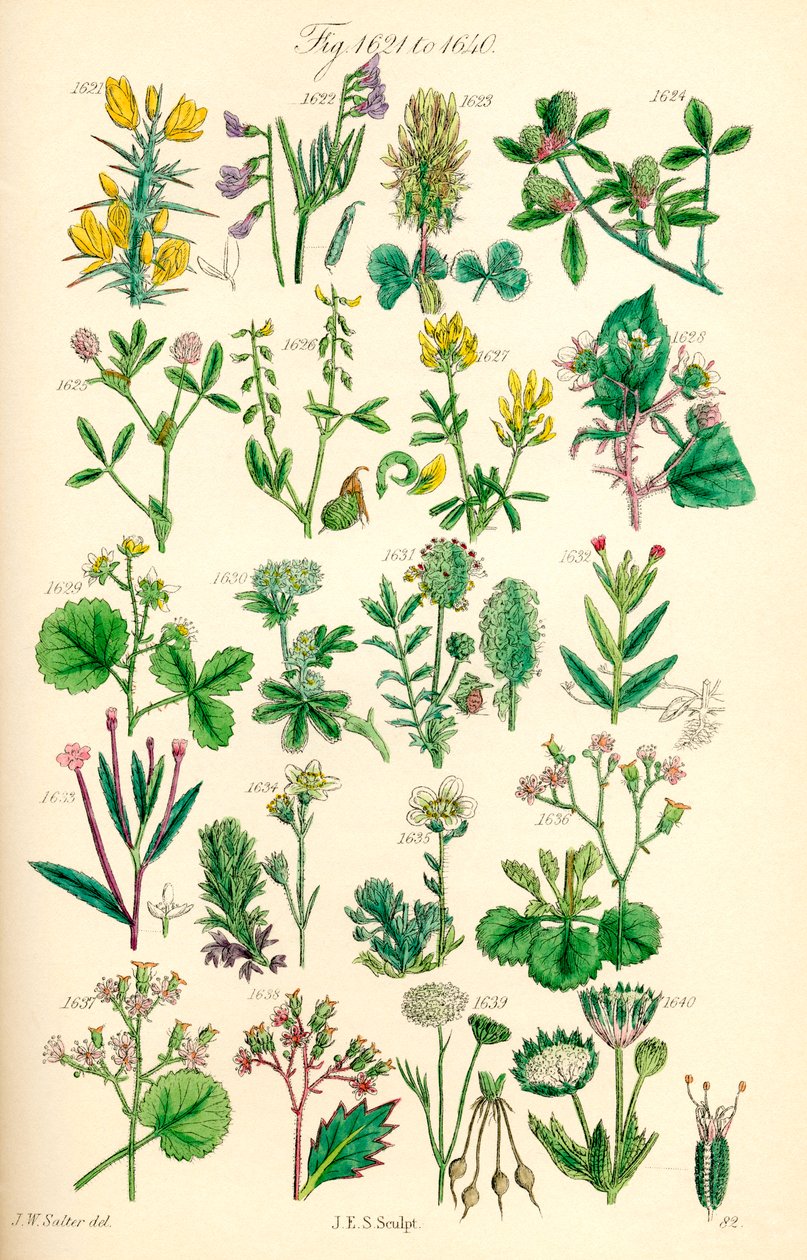 Página de ilustrações a cores de British Wild Flowers após um trabalho de J. E. Sowerby e C. P. Johnson de J. E. and Johnson C. P.  Sowerby