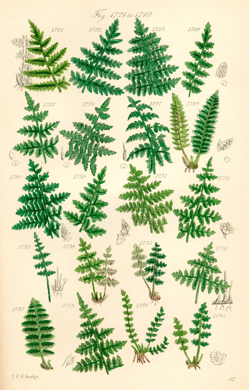 Página de ilustrações coloridas de British Wild Flowers após um trabalho de J. E. Sowerby e C. P. Johnson de J. E. and Johnson C. P.  Sowerby