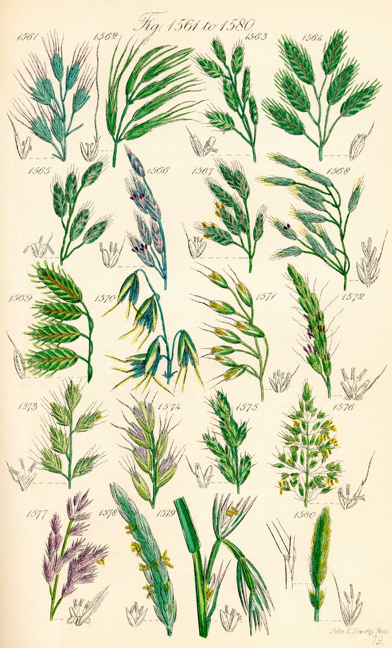 Página de ilustrações a cores de British Wild Flowers após um trabalho de J. E. Sowerby e C. P. Johnson de J. E. and Johnson C. P.  Sowerby