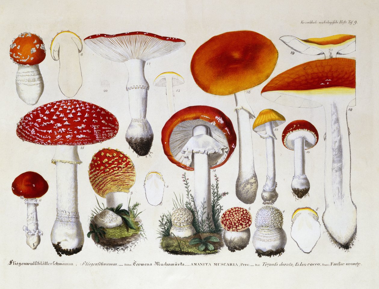 Amanita Muscaria, c.1831-46 de J. G. Calve